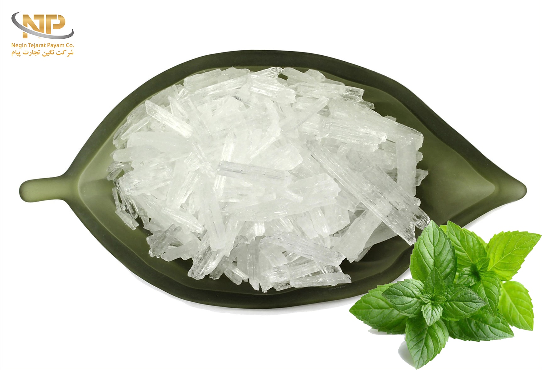 منتول
